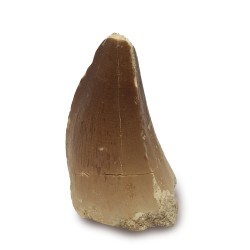 Mosasaur tooth