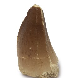 Mosasaur tooth