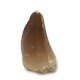 Mosasaur tooth