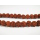 Rudrakh Malas