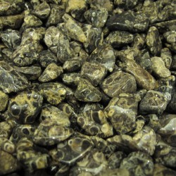 Turritella (fossils) tumbled