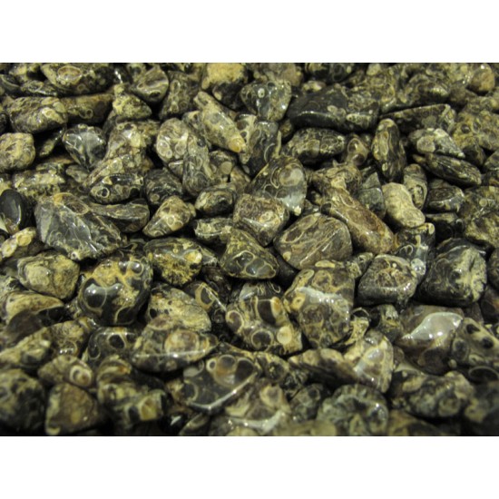 Turritella (fossils) tumbled