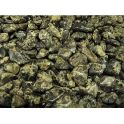 Turritella (fossils) tumbled