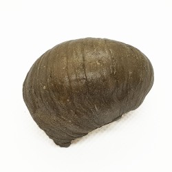 Gryphaea arcuata