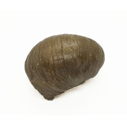 Gryphaea arcuata