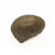 Gryphaea arcuata