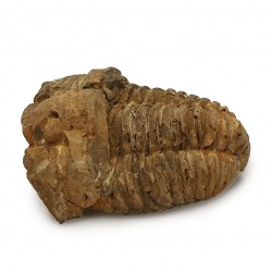 Trilobite (calymene)