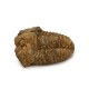 Trilobite (calymene)