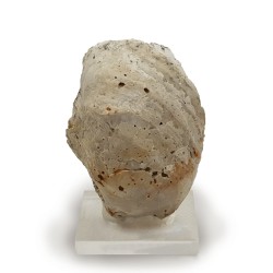 Pycnodonte
