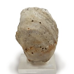 Pycnodonte