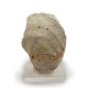 Pycnodonte