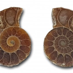 Ammonite polished pair (big)
