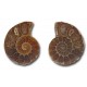 Ammonite polished pair (big)