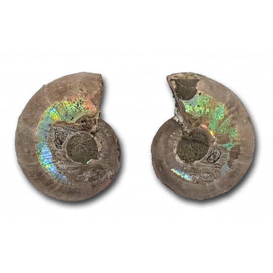 Ammonite, small and polished, pair