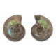 Ammonite, small and polished, pair