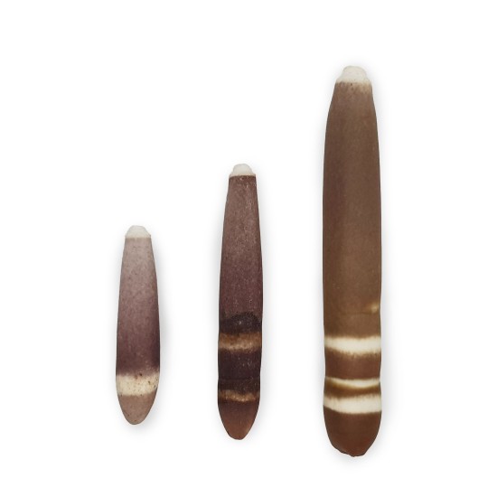 Sea urchin spine small size