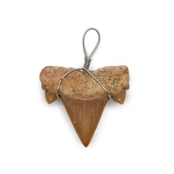 Shark tooth pendant