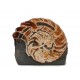 Ammonite (Russia)