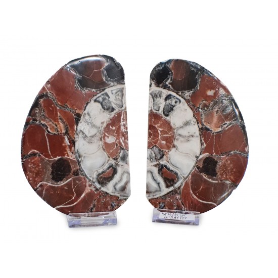 Ammonite pair4 (polished, Epidaurus)