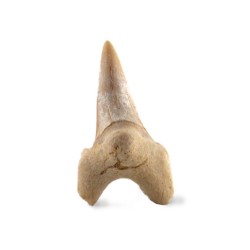 Shark tooth medium