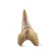 Shark tooth medium