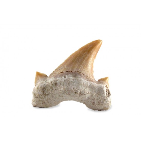 Shark tooth medium