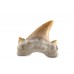 Δόντι Καρχαρία μεσαίο
