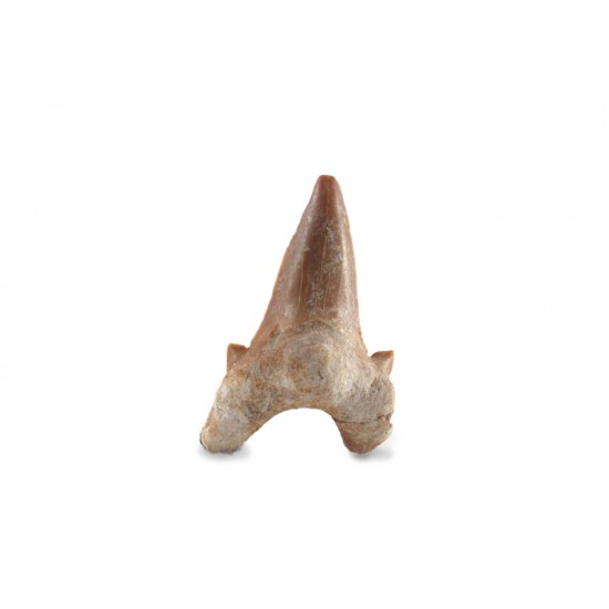 Shark tooth medium