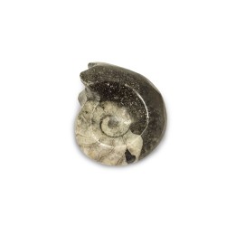 Ammonite goniatite (Morocco)