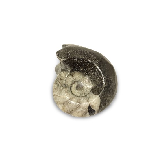 Ammonite goniatite (Morocco)