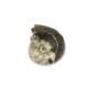 Ammonite goniatite (Morocco)