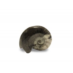 Ammonite goniatite (Morocco)