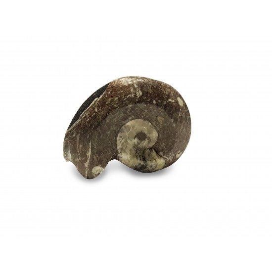Ammonite goniatite (Morocco)