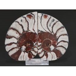 Pair of ammonites (Epidaurus, Greece)