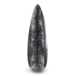 Orthoceras small