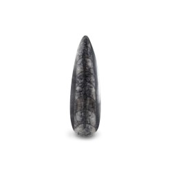 Orthoceras small