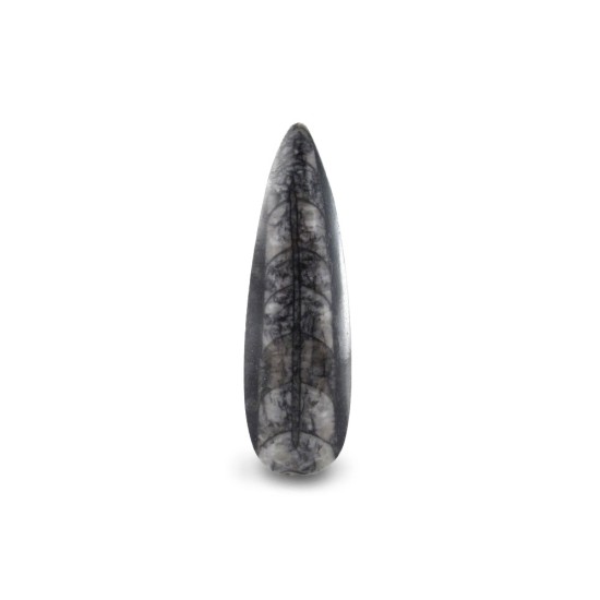 Orthoceras small