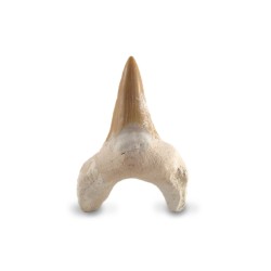 Shark tooth large