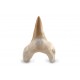 Shark tooth large