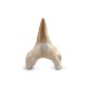 Shark tooth large