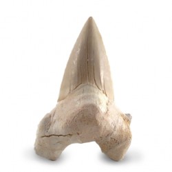 Shark tooth large