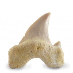 Shark tooth small