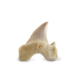 Shark tooth small