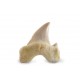 Shark tooth small